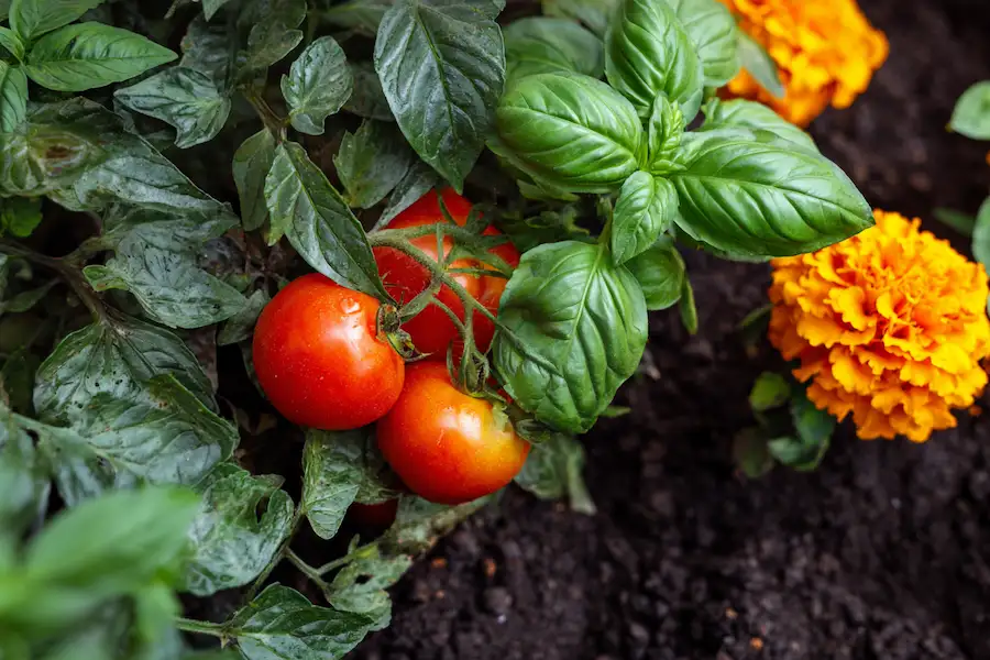 basil marigold tomato companions