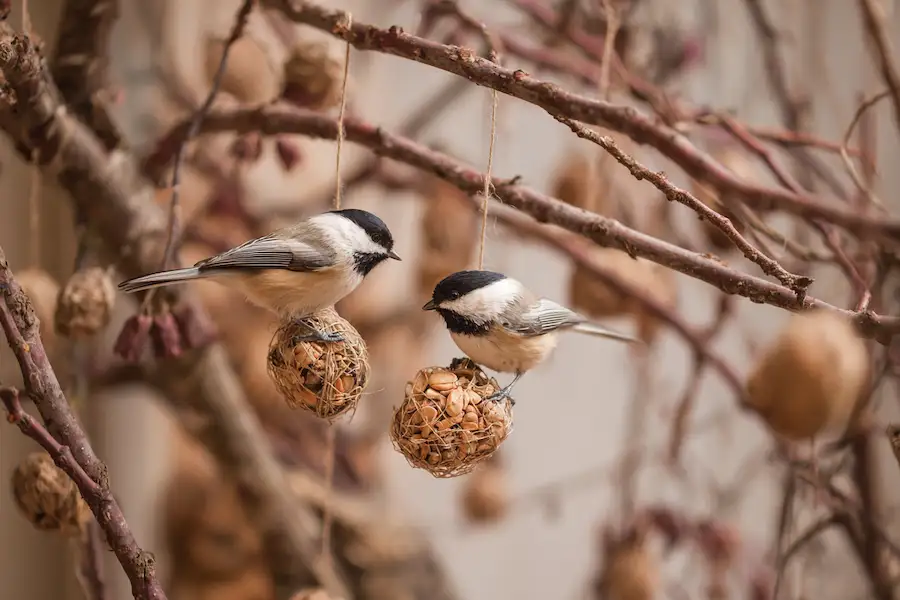 birds eating suet in orchard