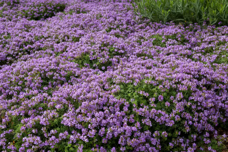 creeping thyme groundcover bloom