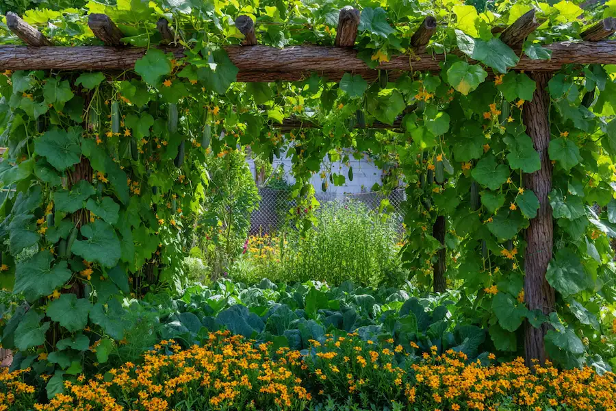 plantation compagne de treillis de concombre