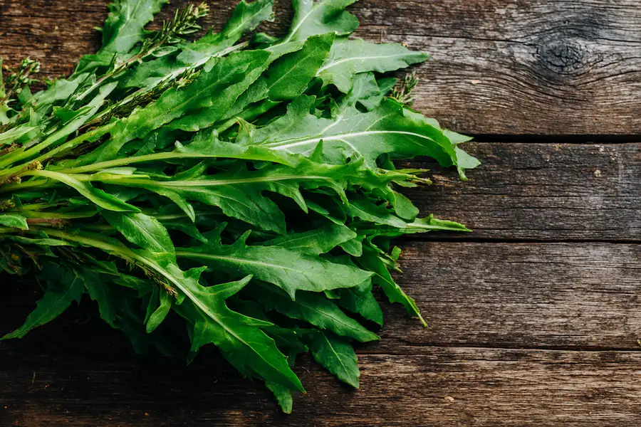 dandelion leaves wild edible greens