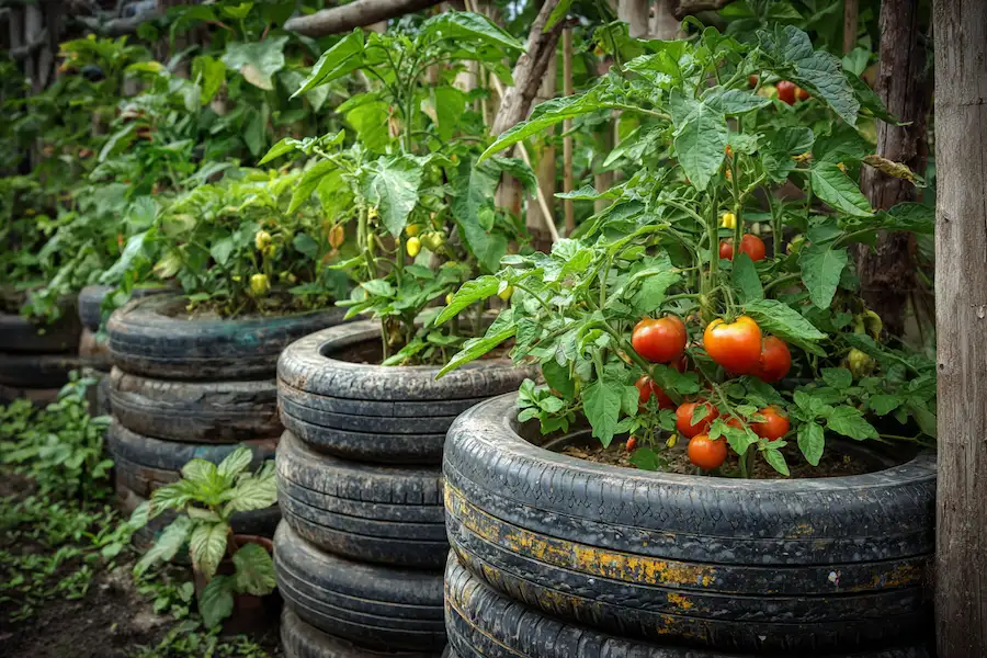 growing vegetables in tires garden