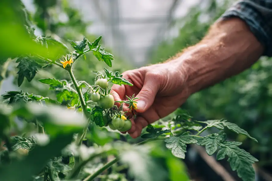 hand pollinating tomatoes greenhouse