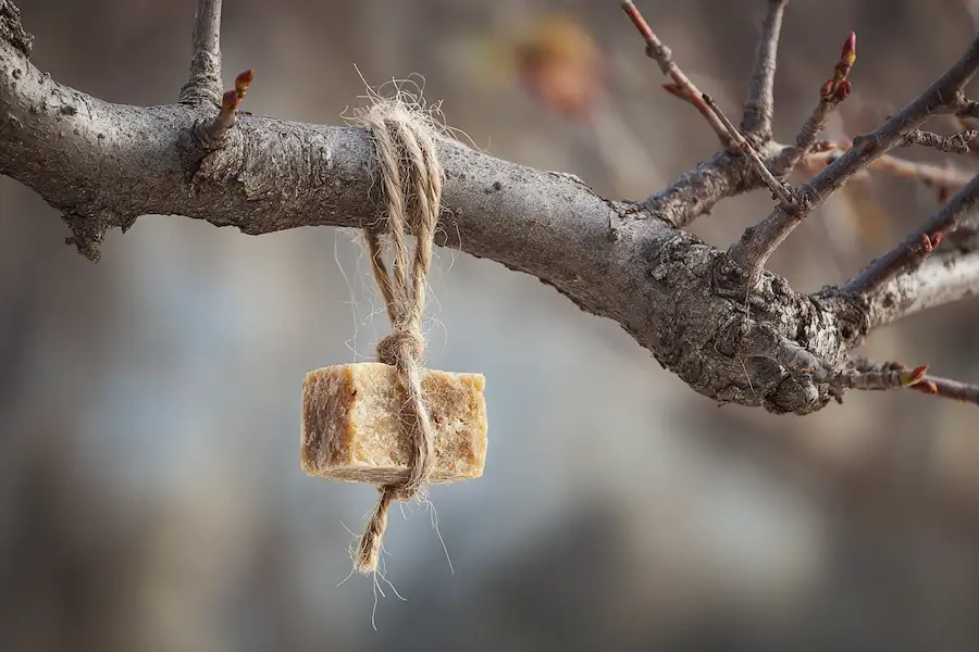 hanging suet in fruit trees winter