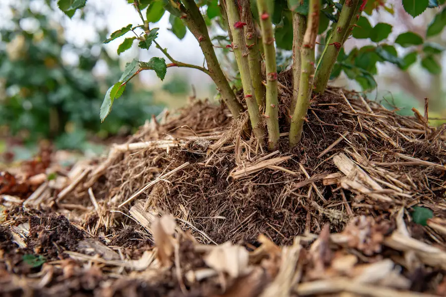 mulching roses winter protection