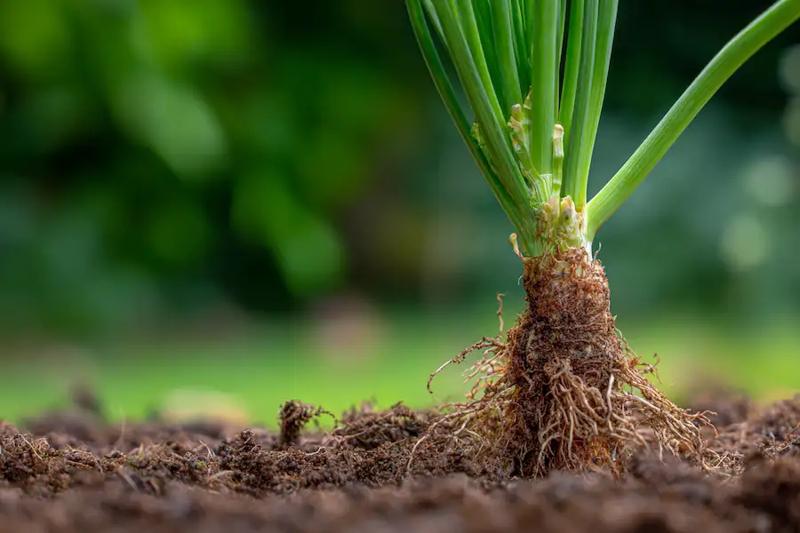 natural tip layering plant cloning