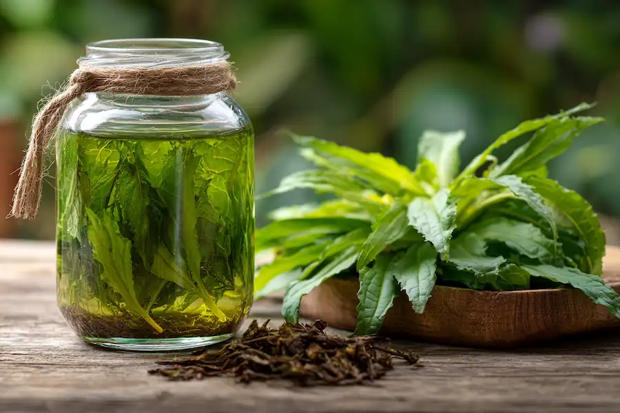 plantago lanceolata medicinal infusion