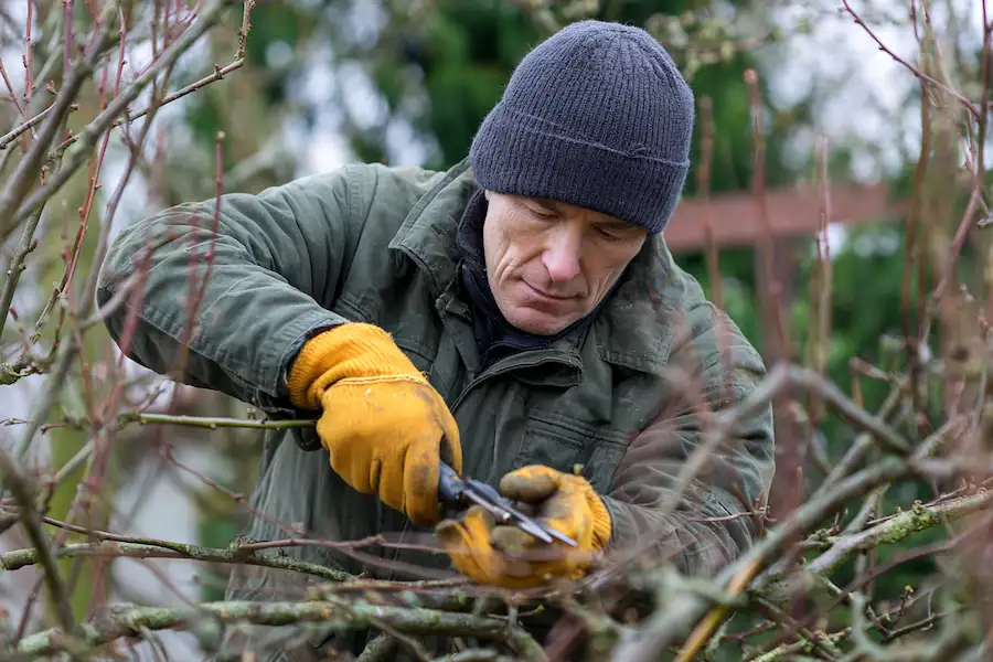 pruning backyard fruit trees winter