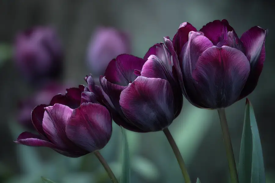 purple and black tulips mystery
