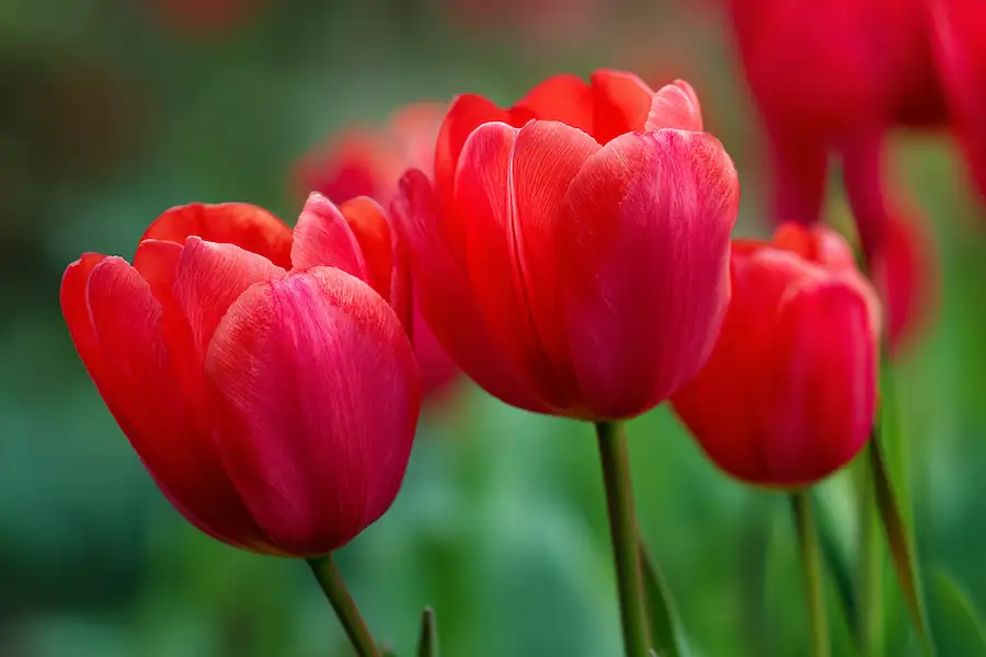 red tulips meaning personality