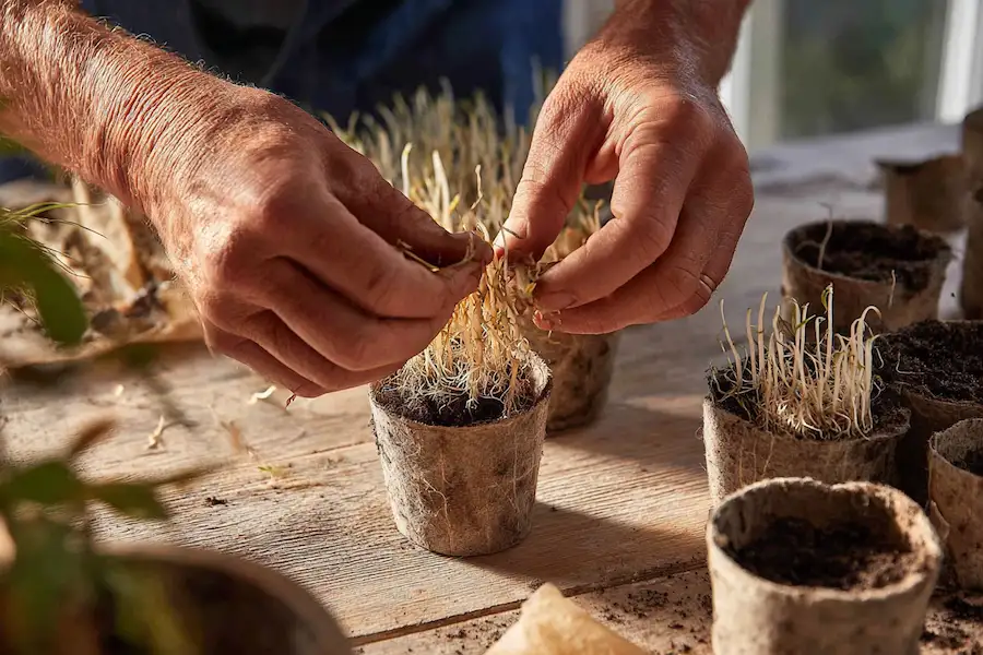 root cuttings natural propagation method