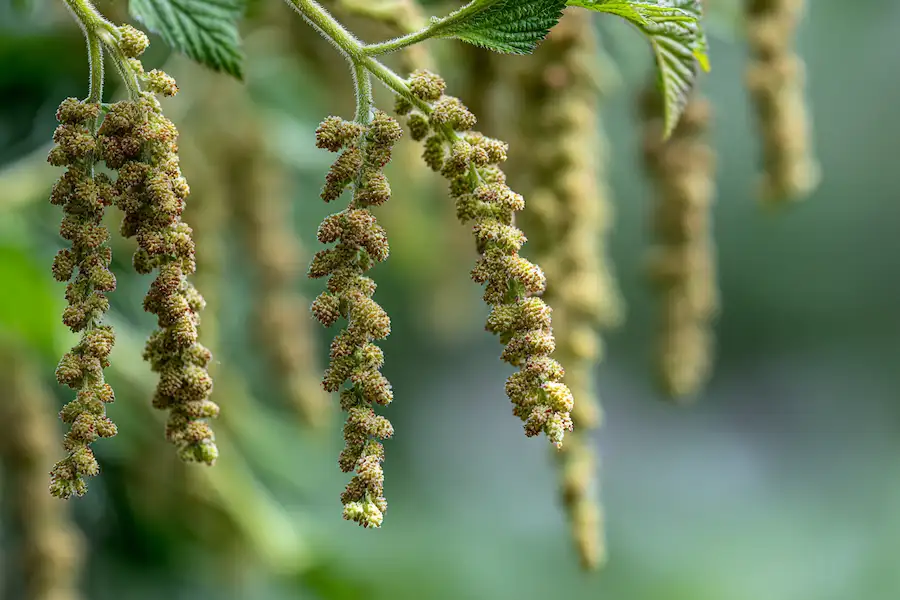 stinging nettle seeds close up