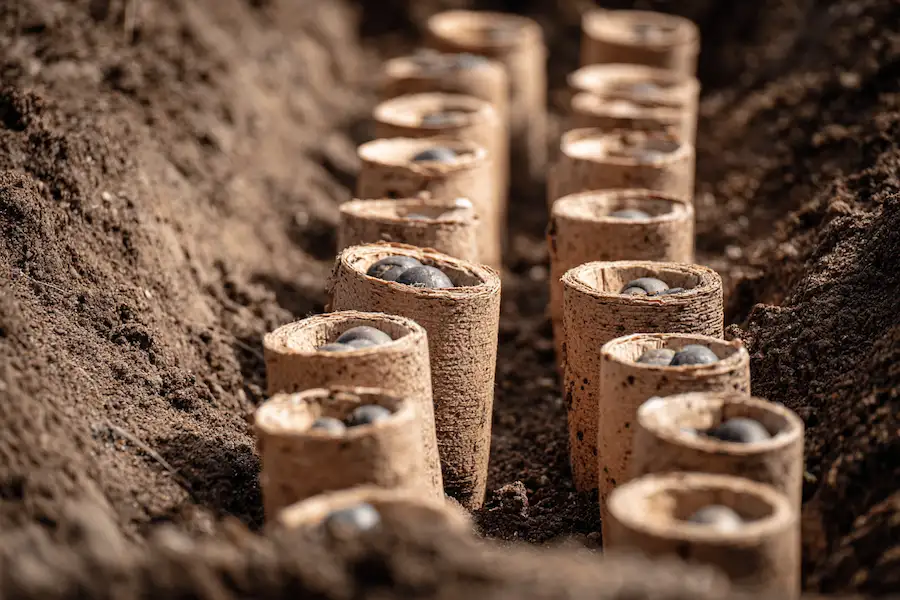 toilet paper roll bulb planting trench