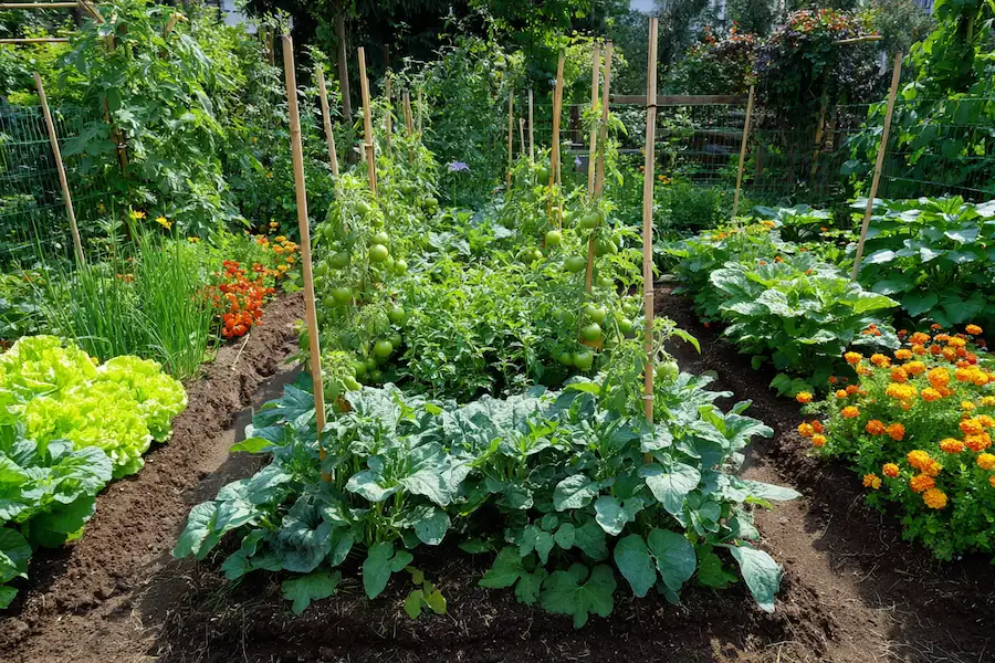 tomato companion planting layout