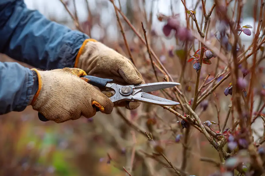 winter pruning roses hydrangeas