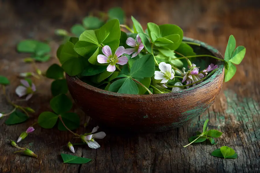 wood sorrel edible wild herb
