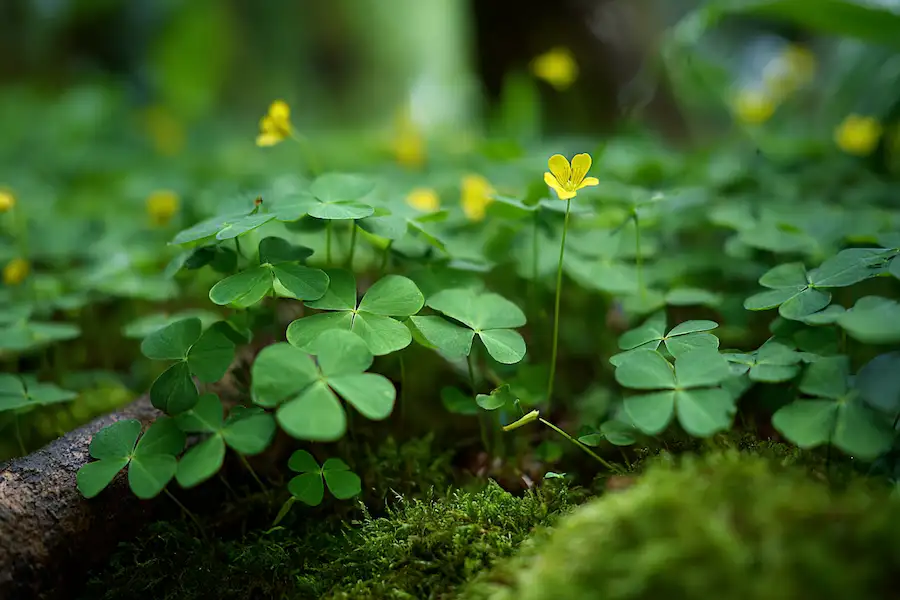 wood sorrel oxalis identification