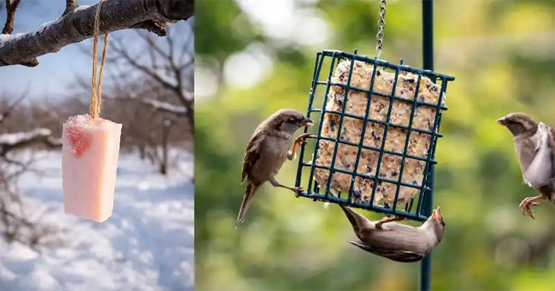 Using Hanging Fat to Protect Fruit Trees Naturally