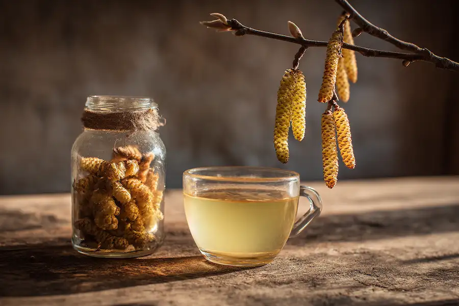 birch catkins herbal tea preparation