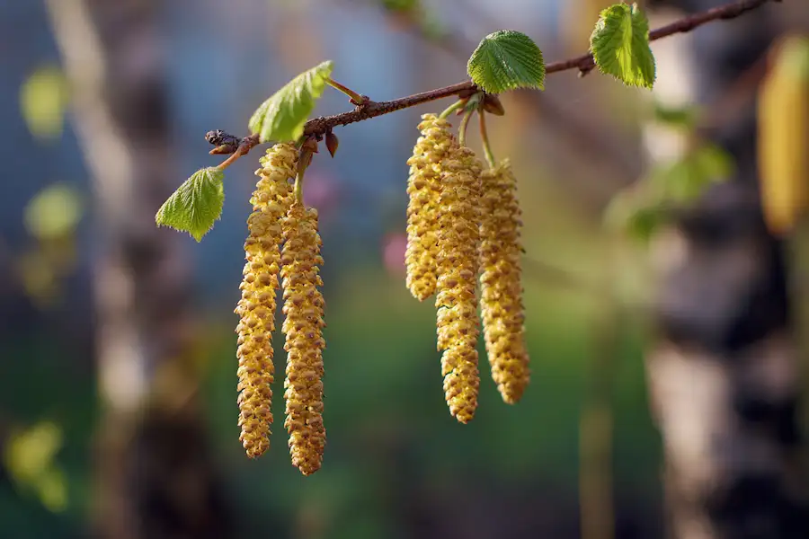 birch tree catkins spring forest