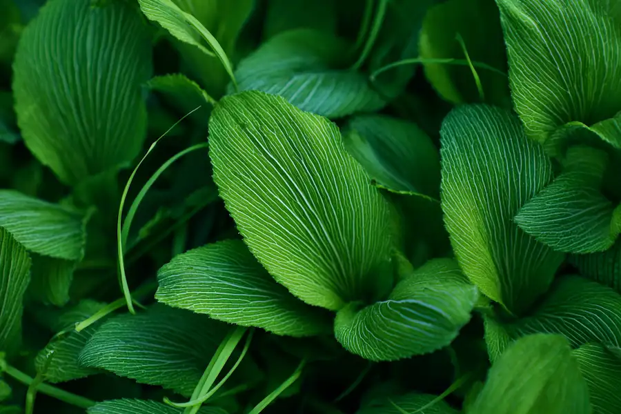 broadleaf plantain leaf close up