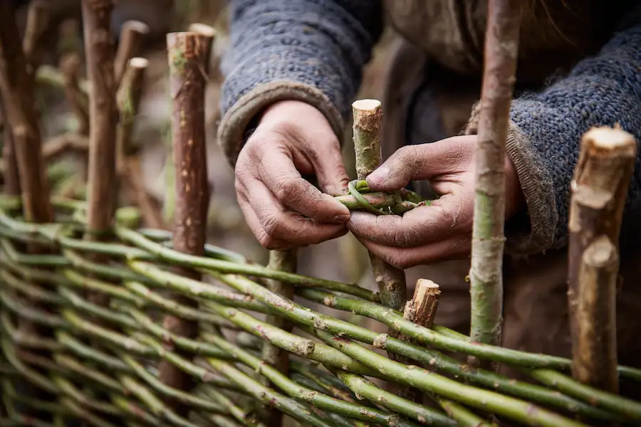 building wattle garden bed weaving