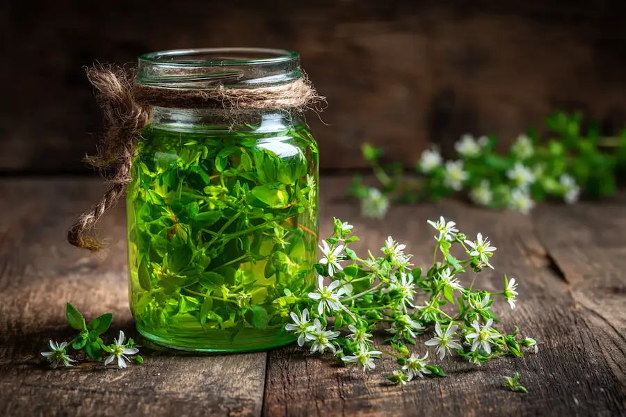 chickweed infused vinegar jar