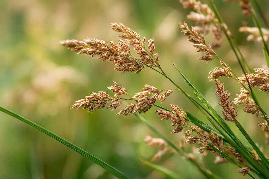 eleusine indica goose grass close up