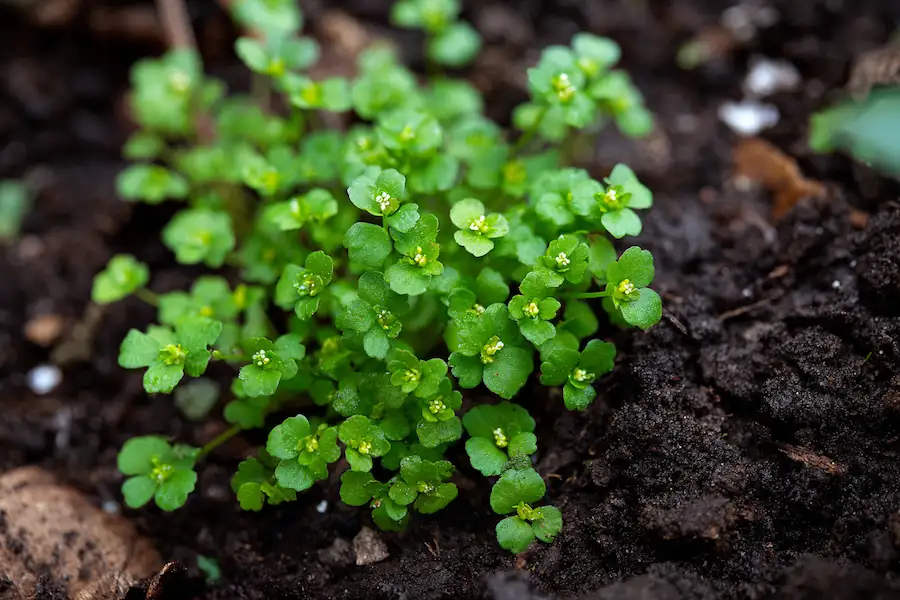 hairy bittercress rosette close up