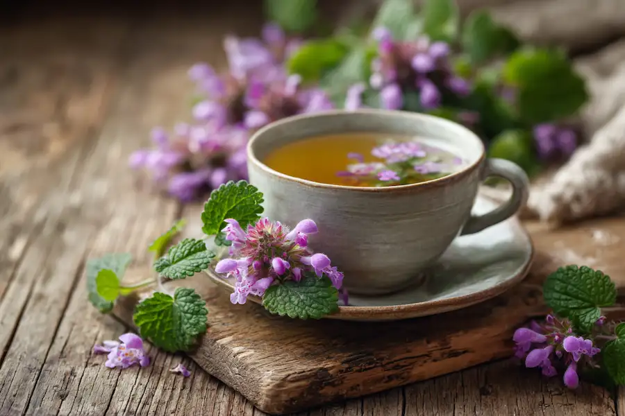 henbit herbal tea cup