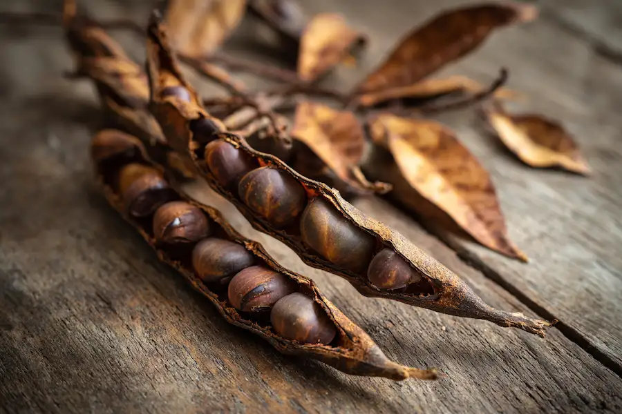 gousses de févier d'Amérique récolte sauvage