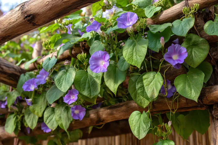 morning glory vines branch trellis