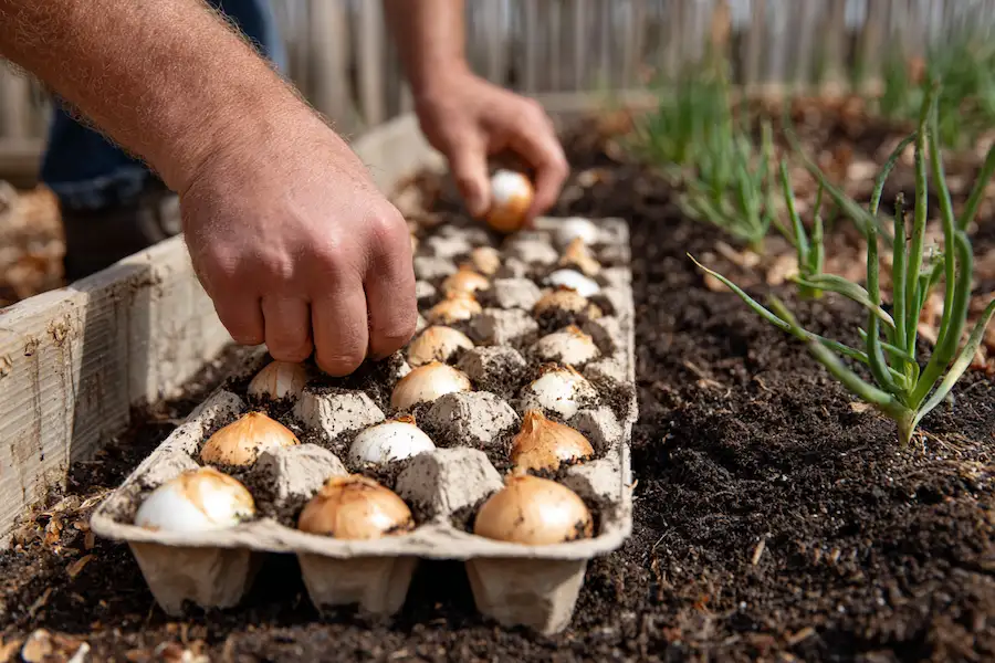 onion sets egg carton planting method