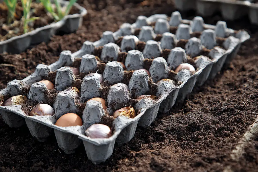 carton à œufs en papier, parterre de jardin à l'ail