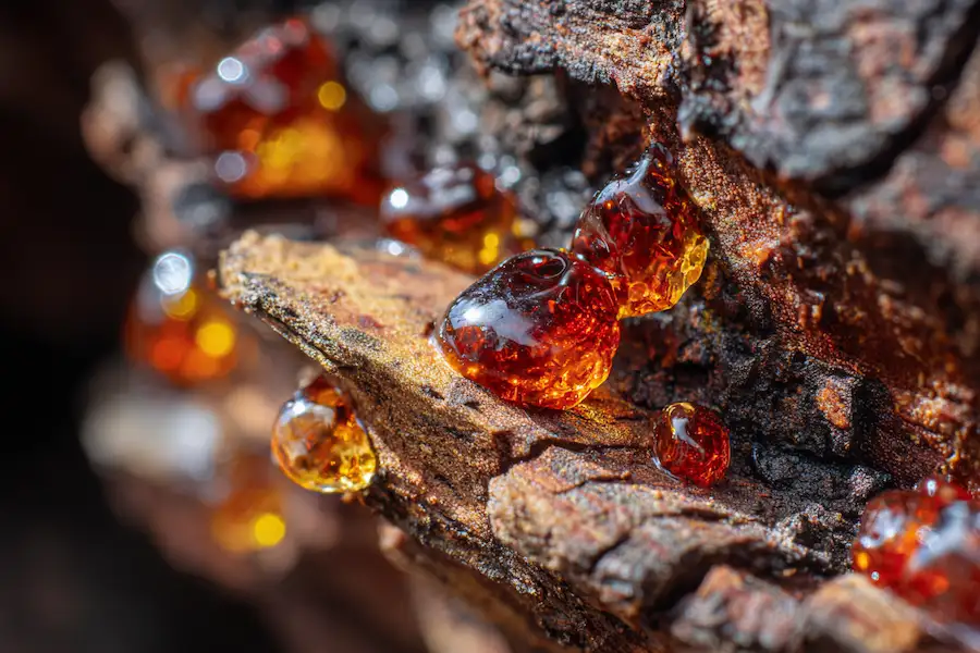 pine resin collection tree bark
