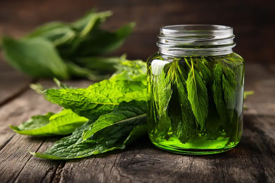 plantain infused oil diy