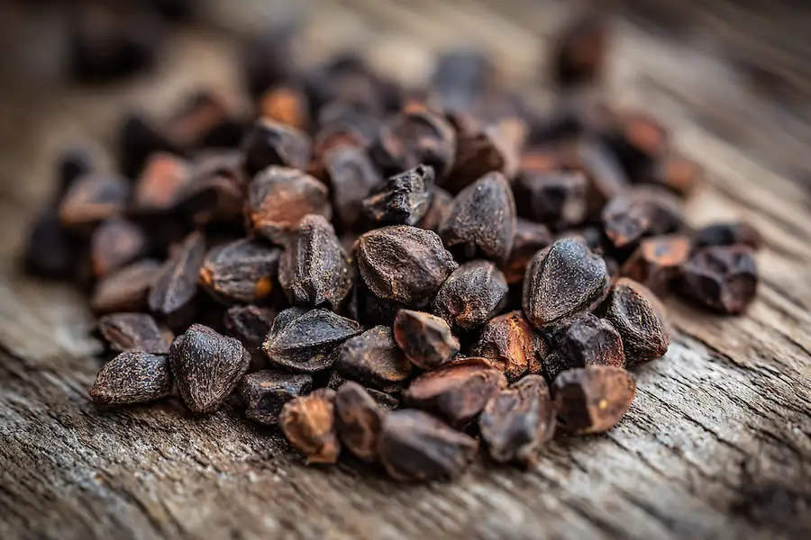 soursop seeds dried closeup