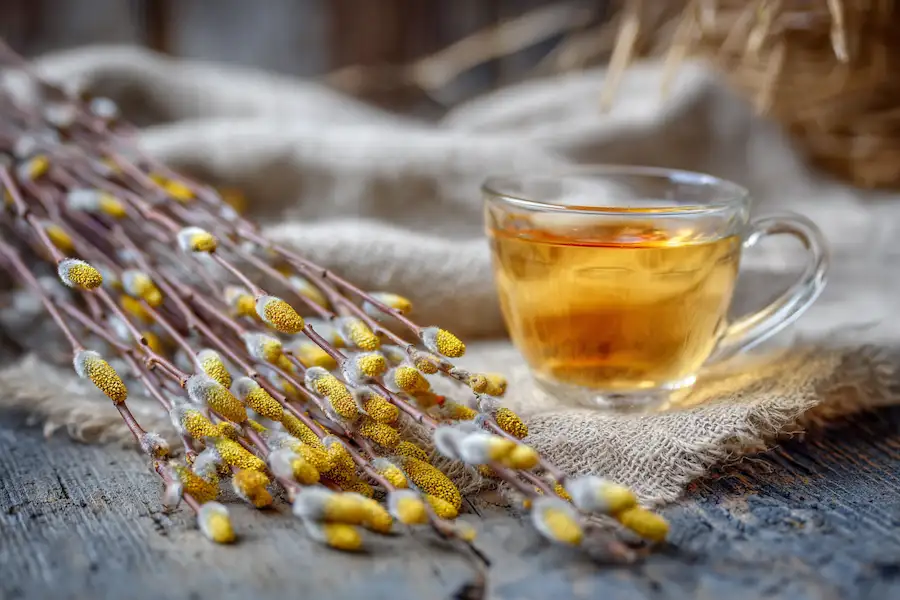 willow catkins herbal tea preparation