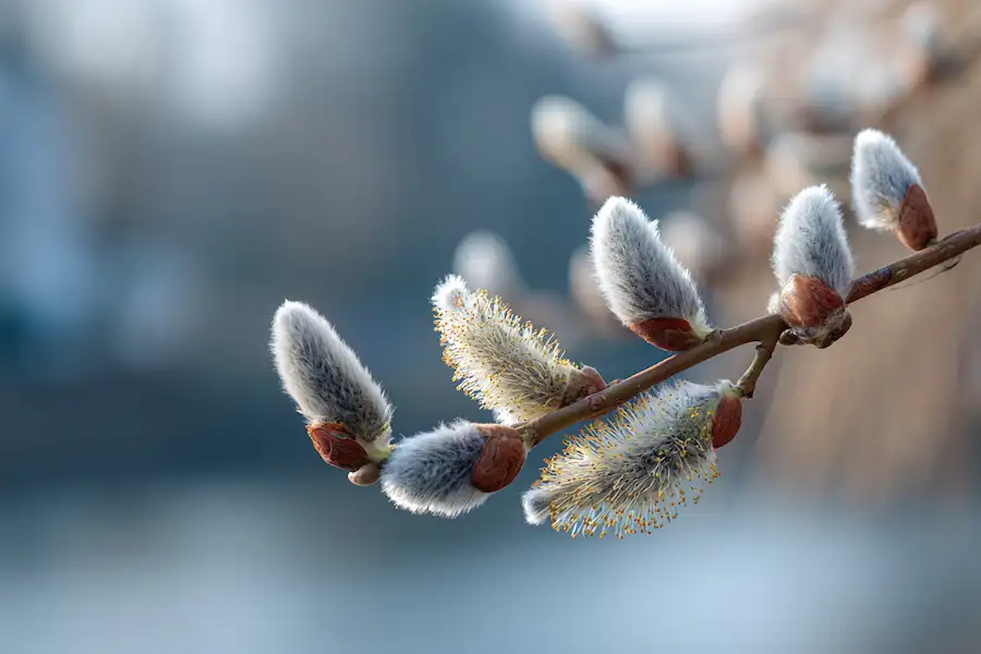 willow catkins on branch spring