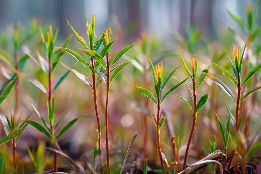 young fireweed shoots harvest