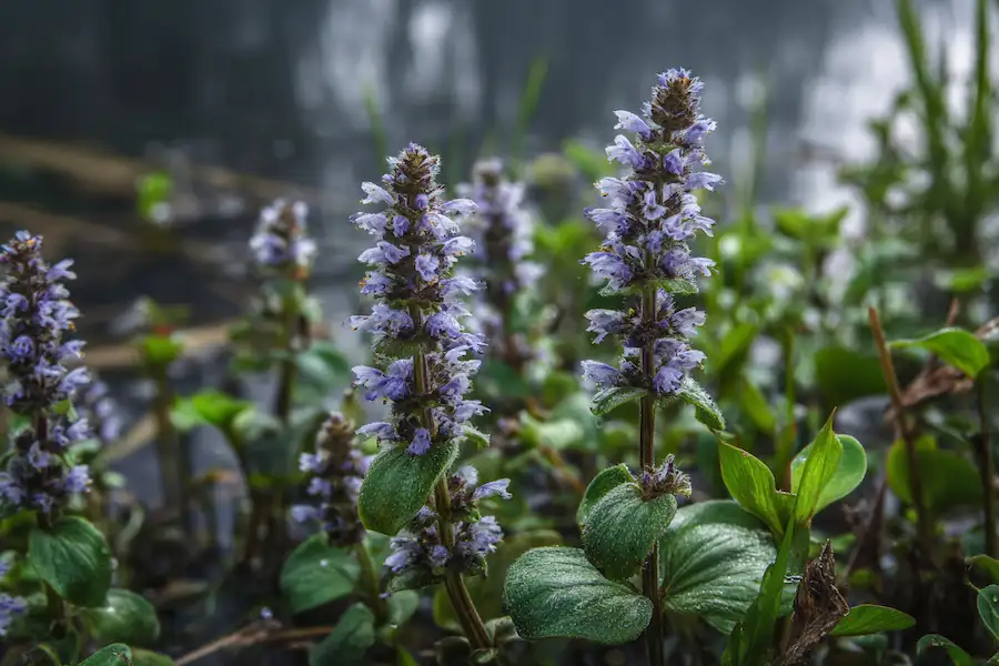 bugleweed herb lycopus virginicus natural remedy