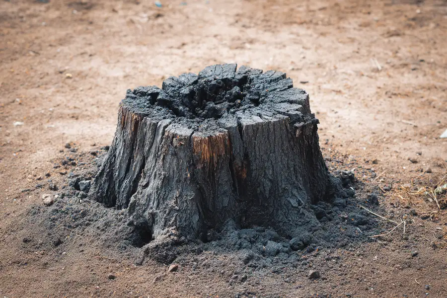 burned tree stump ash garden cleanup