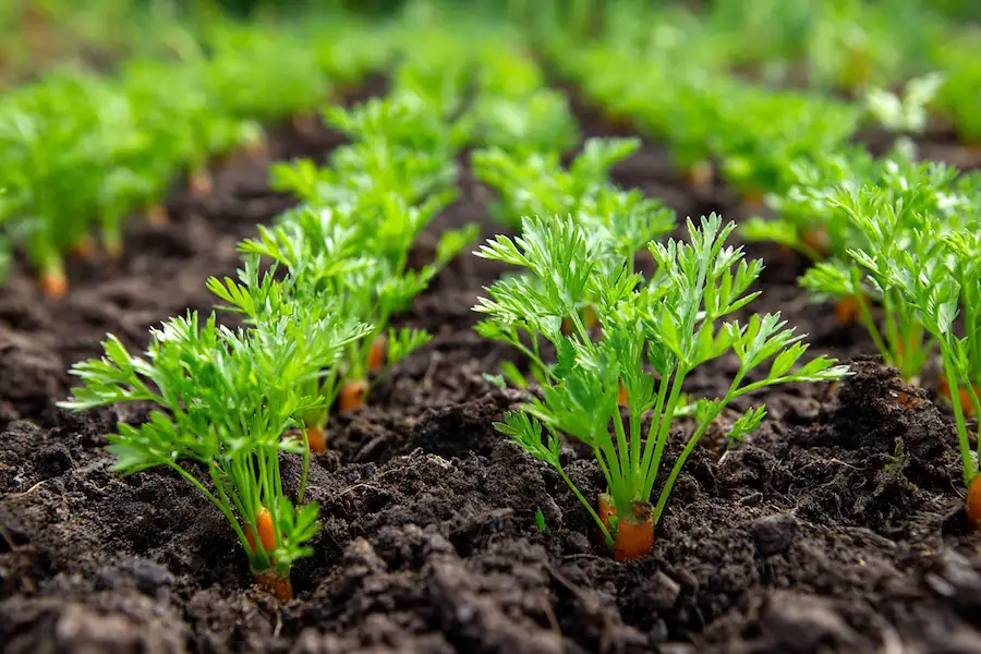 croissance des semis de carottes espacement uniforme du parterre de jardin