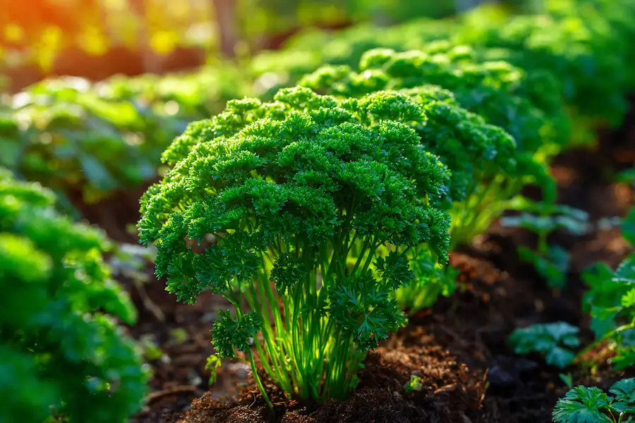 fresh parsley harvest home garden
