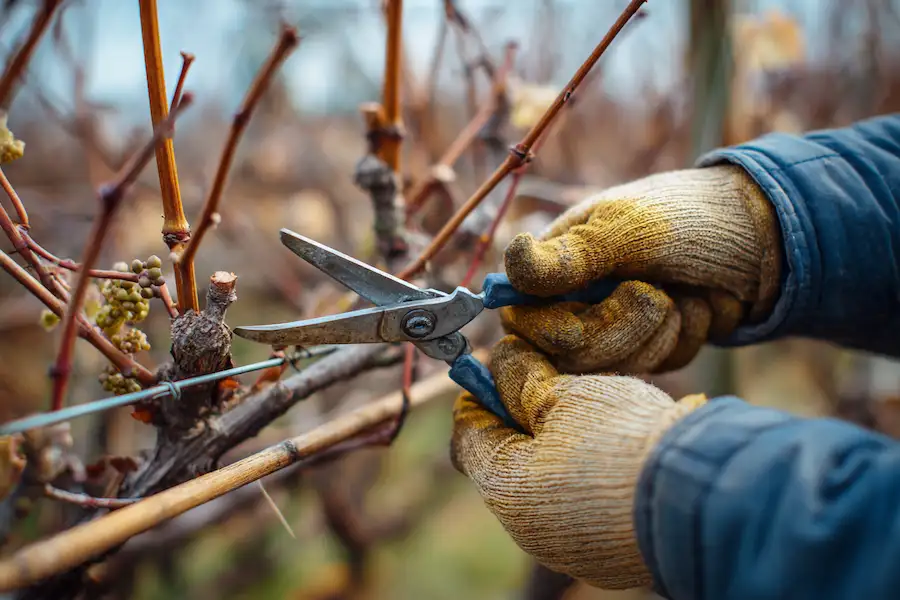 sélection de canne à taille de vigne hiver