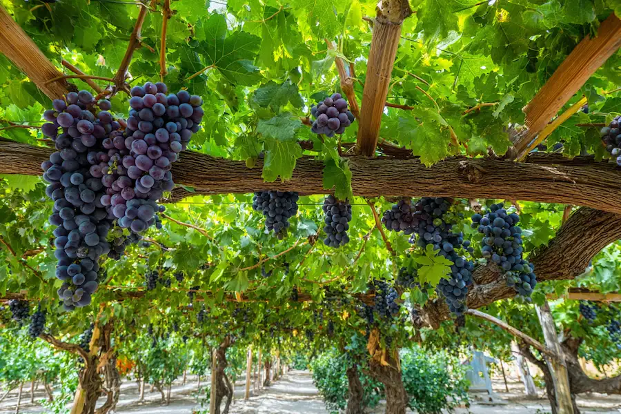 vigne saine grande récolte de raisins doux