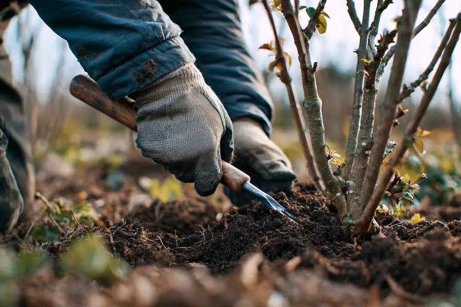 loosen soil around fruit trees early spring