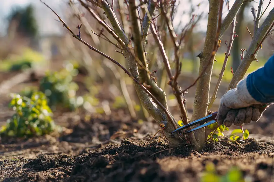 pruning fruit trees before bloom