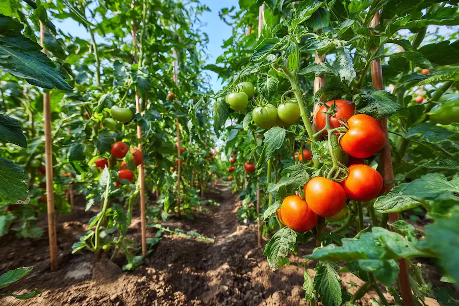 strong tomato plants deep root system garden