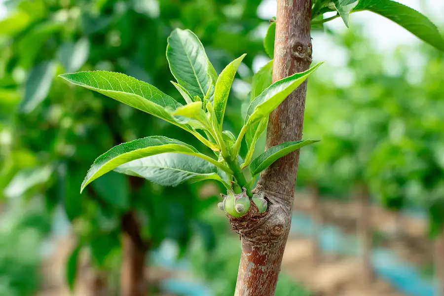 successful grafted fruit tree growth